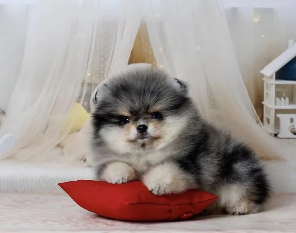 Cucciolo di Pomerania Toy di razza pura, soffice e con la faccia pelosa | Foto 4