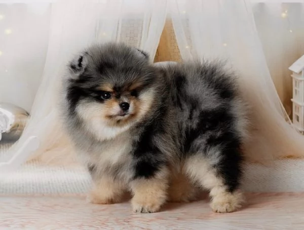Cucciolo di Pomerania Toy di razza pura, soffice e con la faccia pelosa | Foto 3