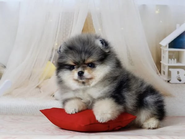 Cucciolo di Pomerania Toy di razza pura, soffice e con la faccia pelosa | Foto 2