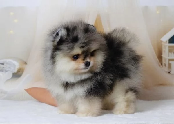 Cucciolo di Pomerania Toy di razza pura, soffice e con la faccia pelosa