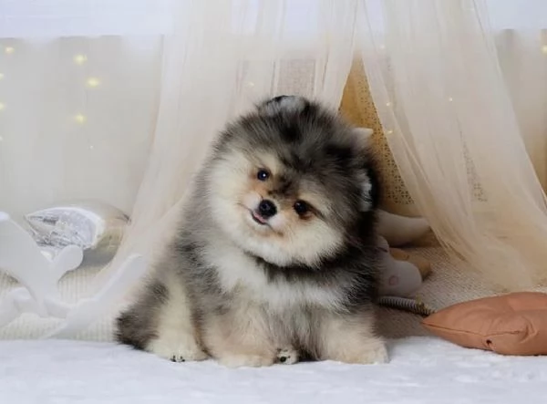 Cucciolo di Pomerania Toy di razza pura, soffice e con la faccia pelosa | Foto 1