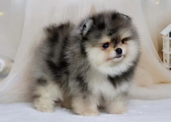Cucciolo di Pomerania Toy di razza pura, soffice e con la faccia pelosa | Foto 0