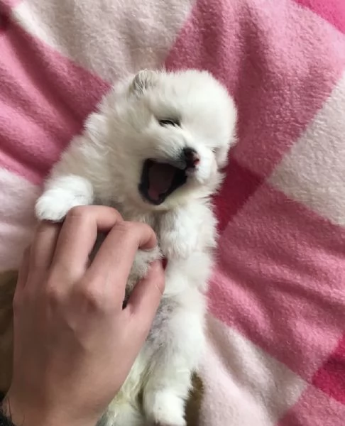 Pomerania amante del divertimento disponibile per l'adozione