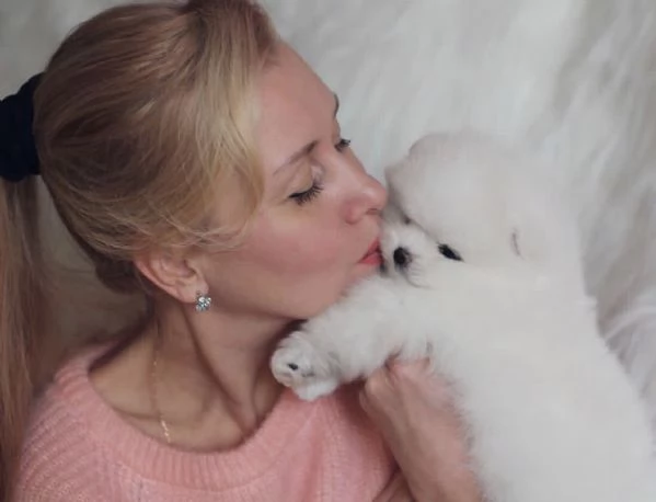 Pomerania amante del divertimento disponibile per l'adozione | Foto 3