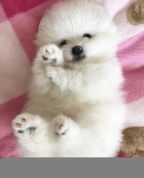 Pomerania amante del divertimento disponibile per l'adozione | Foto 2