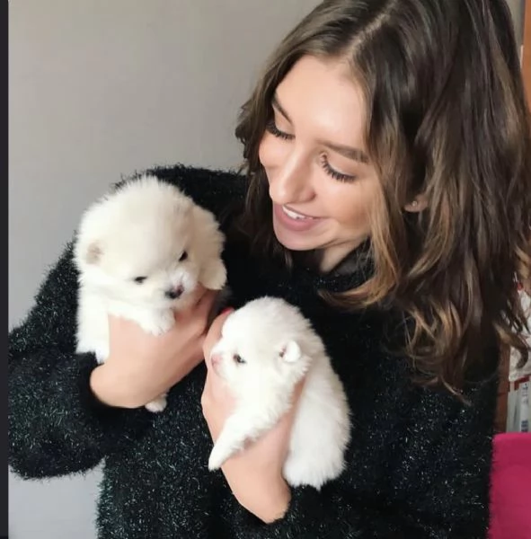 Pomerania amante del divertimento disponibile per l'adozione | Foto 0