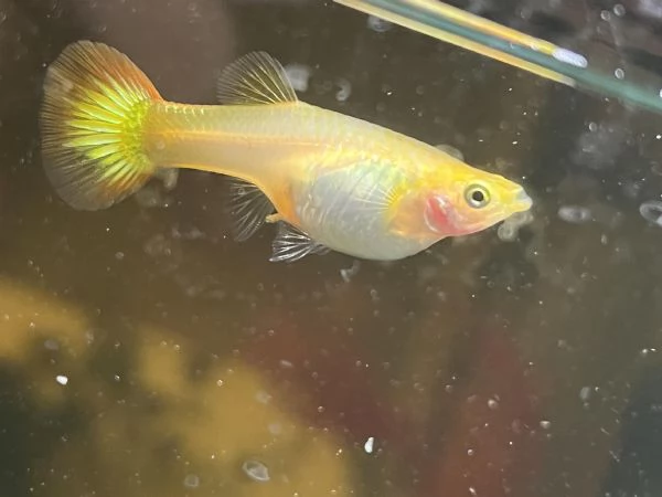 VENDITA PESCI GUPPY /