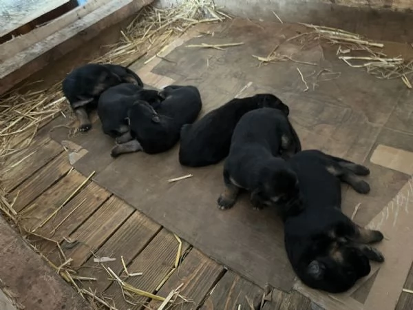 Pastore tedesco  | Foto 3