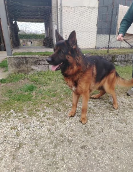 Pastore tedesco  | Foto 0