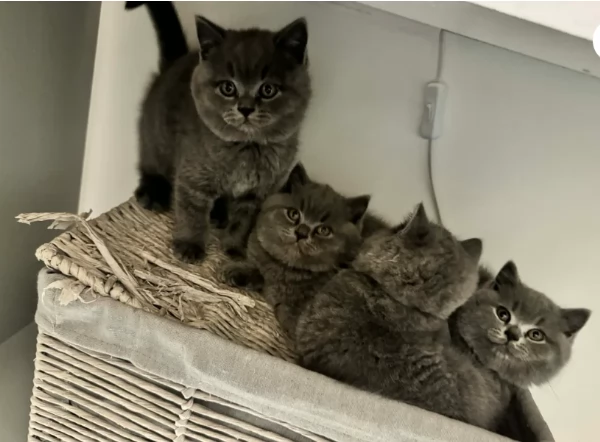 Splendidi gattini briitiish shorthaiir