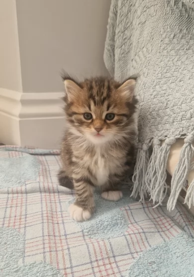 Gatti siiberiiani tigrati in adozione | Foto 0