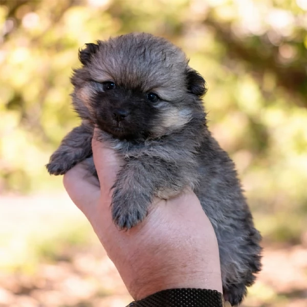 Cuccioli di Pomerania (Spitz Tedesco Nano) – Maschio e Femmina