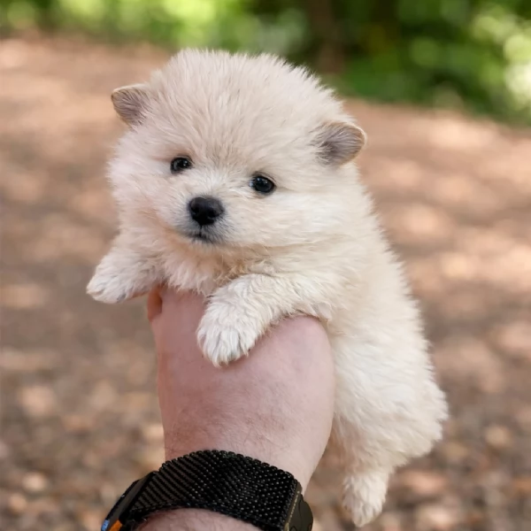 Cuccioli di Pomerania (Spitz Tedesco Nano) – Maschio e Femmina | Foto 0