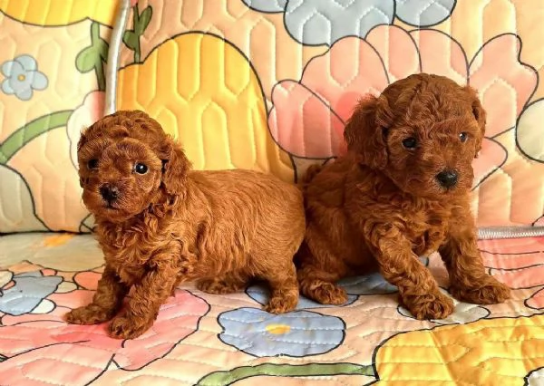 cuccioli di barboncino | Foto 3