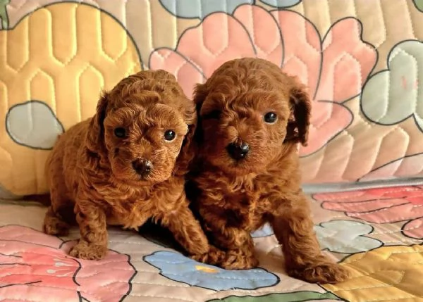 cuccioli di barboncino | Foto 2