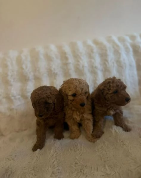 cuccioli di barboncino | Foto 3