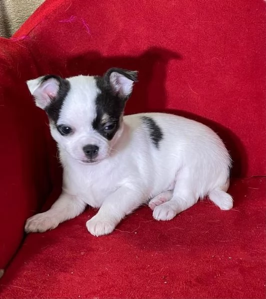 Cuccioli di Chihuahua Sani