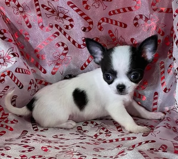 Splendidi cuccioli di Chihuahua da adottare
