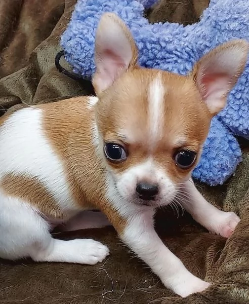 Cuccioli di chihuahua maschi e femmine