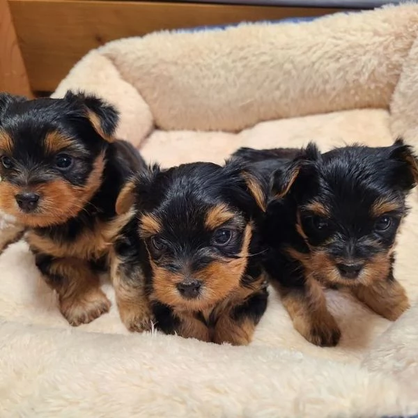 Adorabili cuccioli di yorkshire
