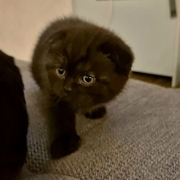 SCOTTISH FOLD CON PEDIGREE  | Foto 2