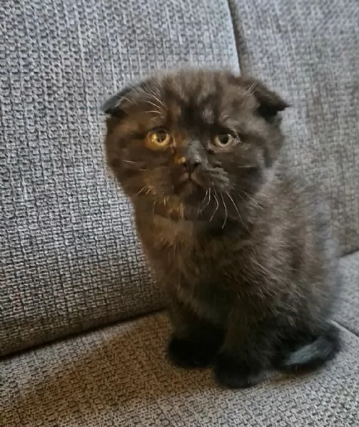 SCOTTISH FOLD CON PEDIGREE  | Foto 1