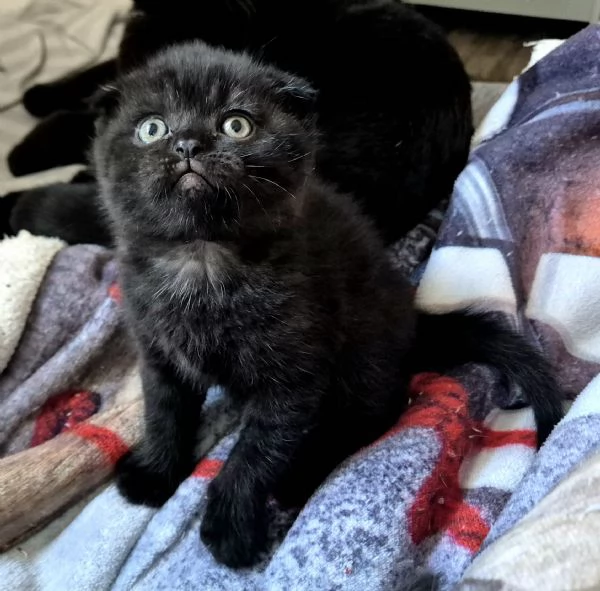 SCOTTISH FOLD CON PEDIGREE  | Foto 0