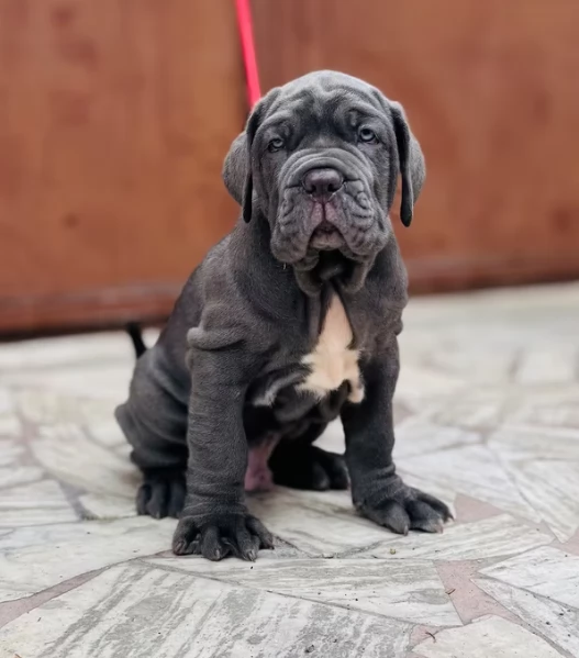 cuccioli Mastino Napoletano