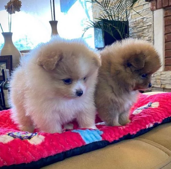 Due cuccioli di Pomerania maschio e femmina