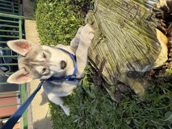 Cucciolo husky siberiano 