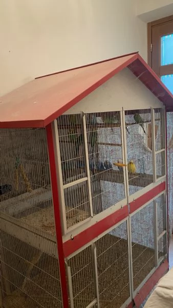 Cocorite con voliera 