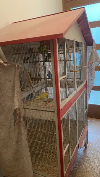 Cocorite con voliera  | Foto 4