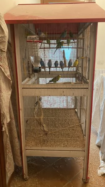 Cocorite con voliera  | Foto 1