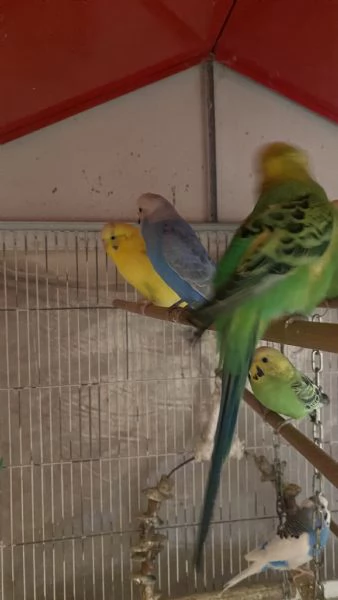 Cocorite con voliera  | Foto 0