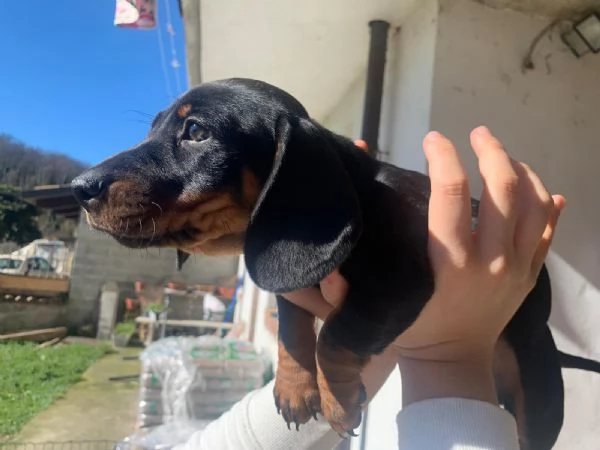 Bassotti arlecchini  | Foto 1