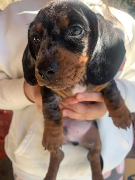 Bassotti arlecchini  | Foto 0