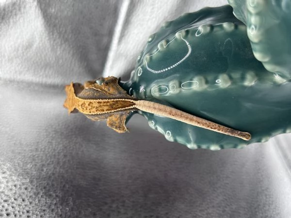 Geco ciliatus tricolor  | Foto 1