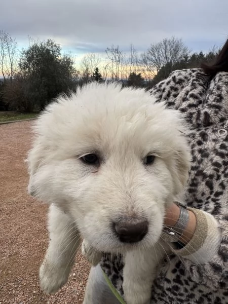 Cuccioli pastore maremmano/abruzzese  | Foto 5