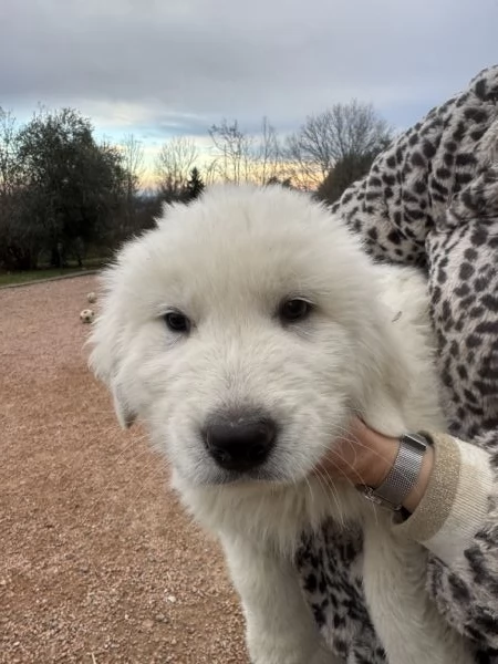 Cuccioli pastore maremmano/abruzzese  | Foto 3