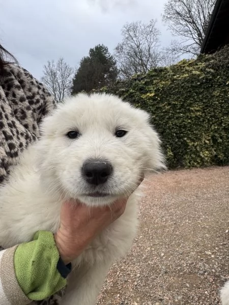 Cuccioli pastore maremmano/abruzzese  | Foto 1