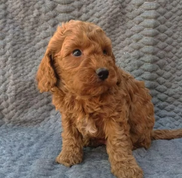 Cucciolo di barboncino (maschio e femmina)