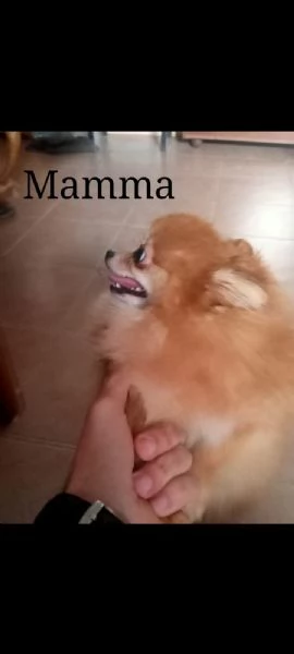 Spitz della pomerania