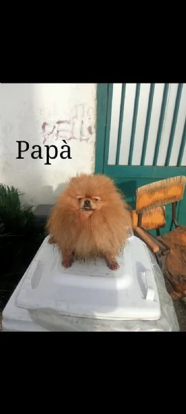 Spitz della pomerania | Foto 0