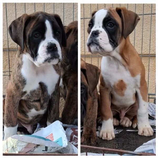 boxer cuccioli