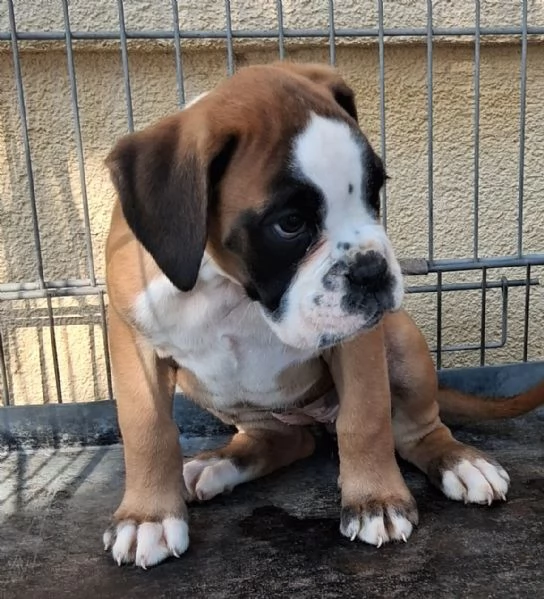 boxer cuccioli | Foto 1