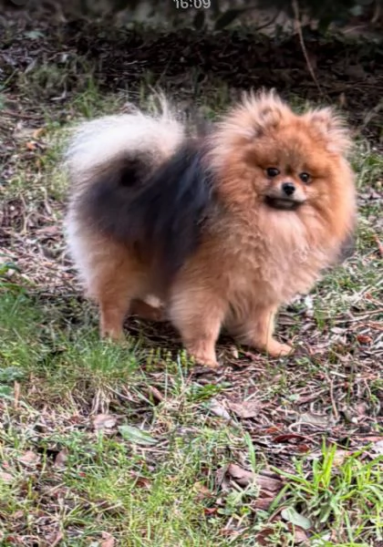 “Sono sano, bello, selezionato “