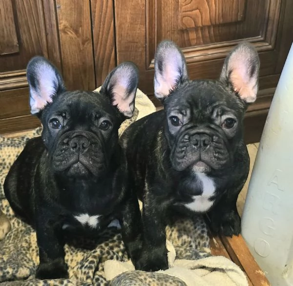 Cuccioli di Bouledogue / Bulldog francese | Foto 7