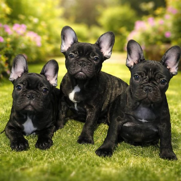 Cuccioli di Bouledogue / Bulldog francese