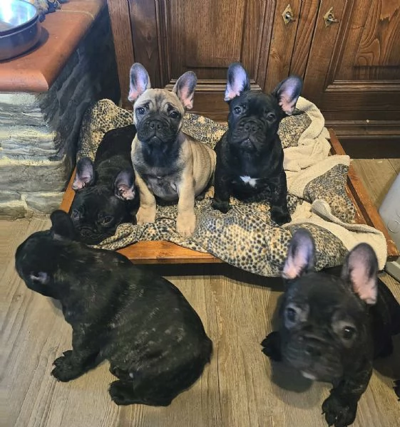 Cuccioli di Bouledogue / Bulldog francese | Foto 6