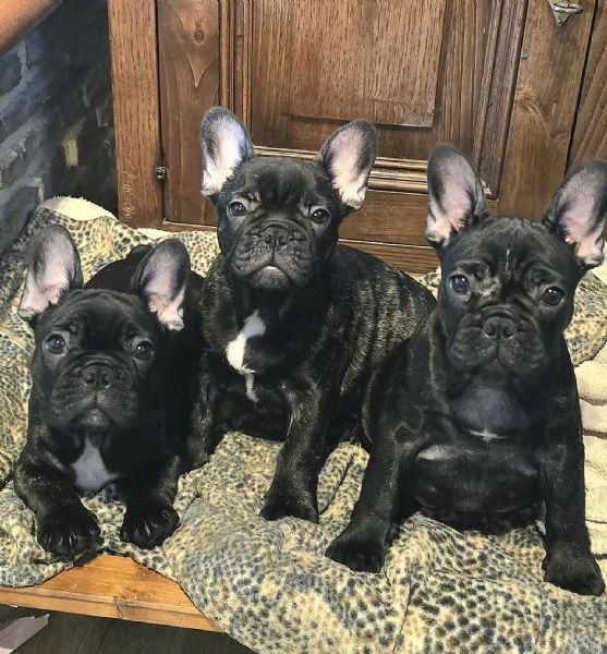 Cuccioli di Bouledogue / Bulldog francese | Foto 5
